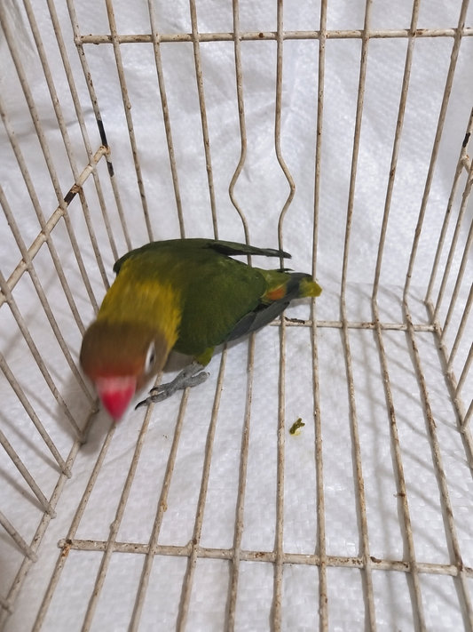 Fischer’s lovebird 09, olive green, actual available juvenile bird