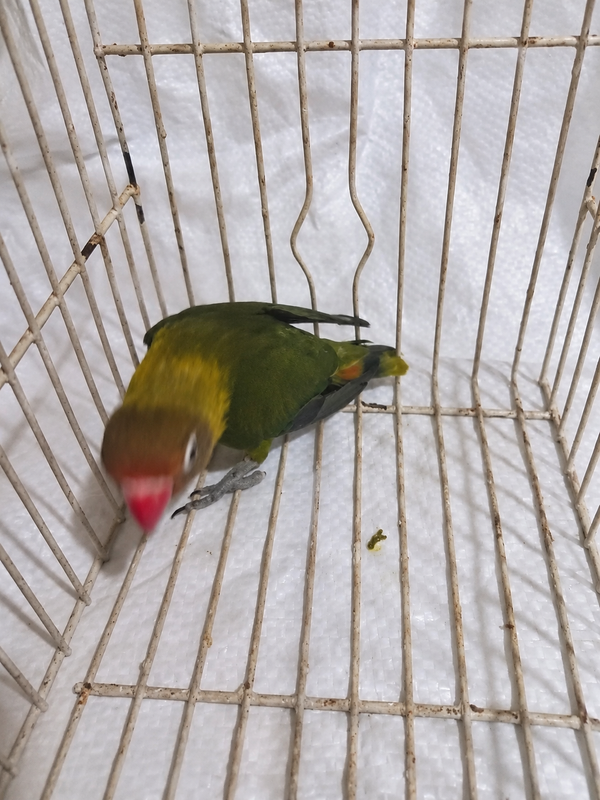 Fischer’s lovebird 09, olive green, actual available juvenile bird