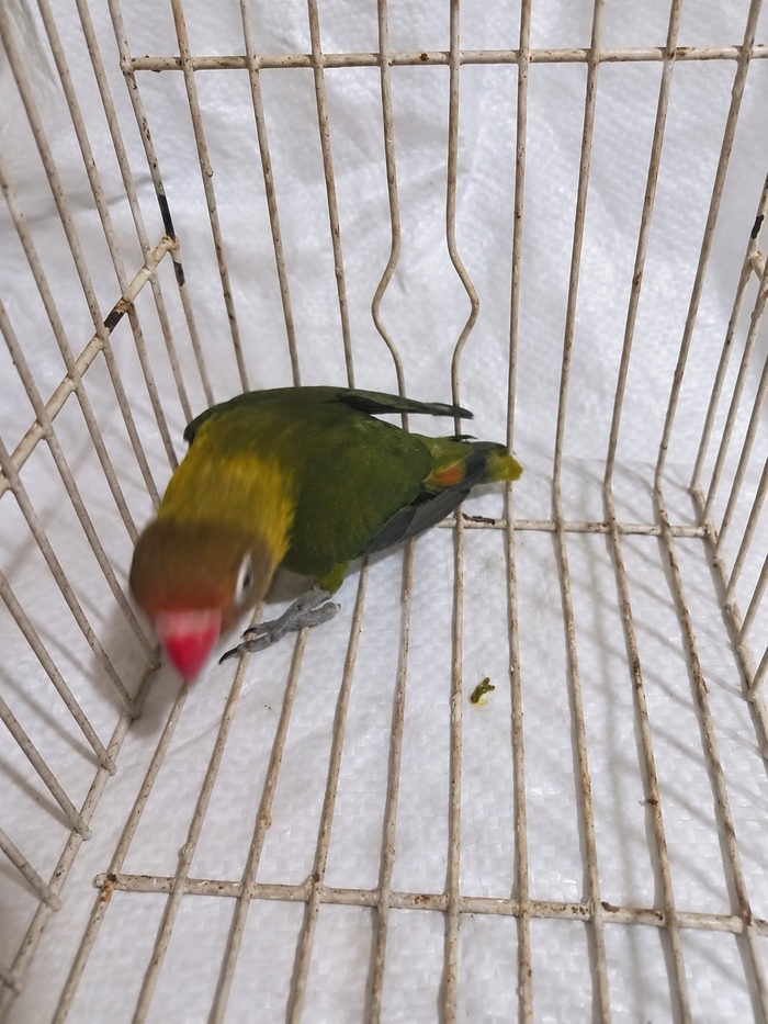Fischer’s lovebird 09, olive green, actual available juvenile bird