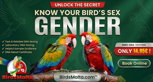 Two colourful macaws promoting BirdsMalta laboratory bird DNA sexing in Malta from €14.95, with sample guidance, a DNA result certificate and online booking.