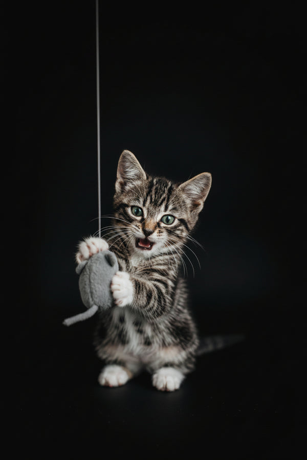 Cats