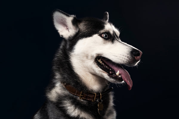 Dogs