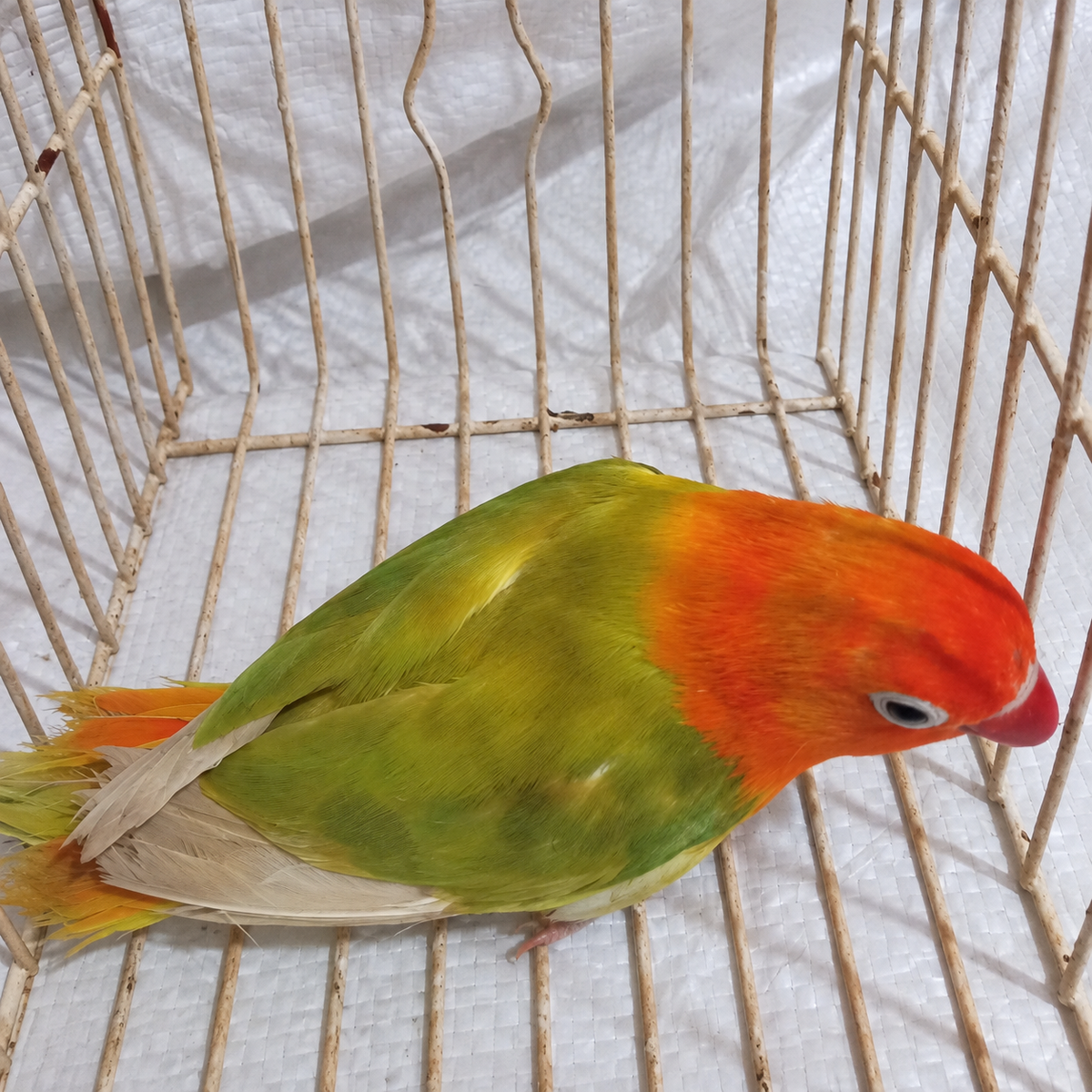 Fischer’s lovebird juvenile 11, actual individual bird photographed in Malta