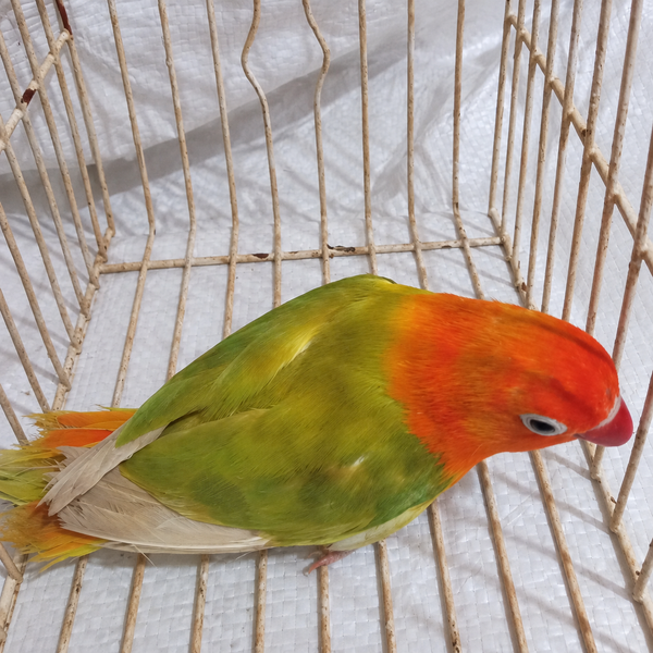 Fischer’s lovebird juvenile 11, actual individual bird photographed in Malta