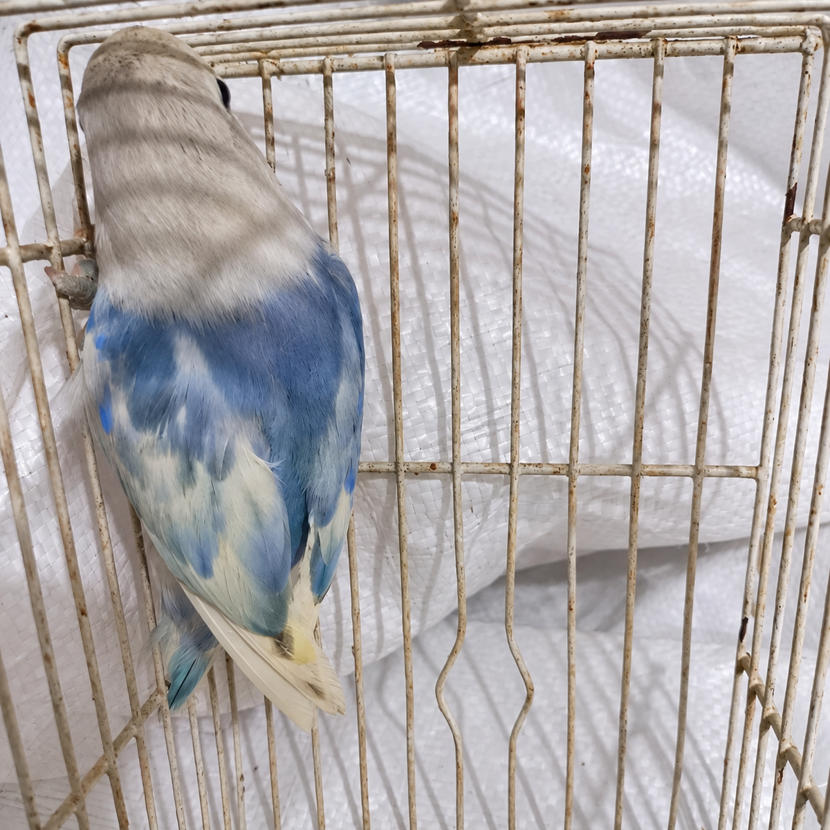 Fischer’s lovebird juvenile 12, actual individual bird photographed in Malta