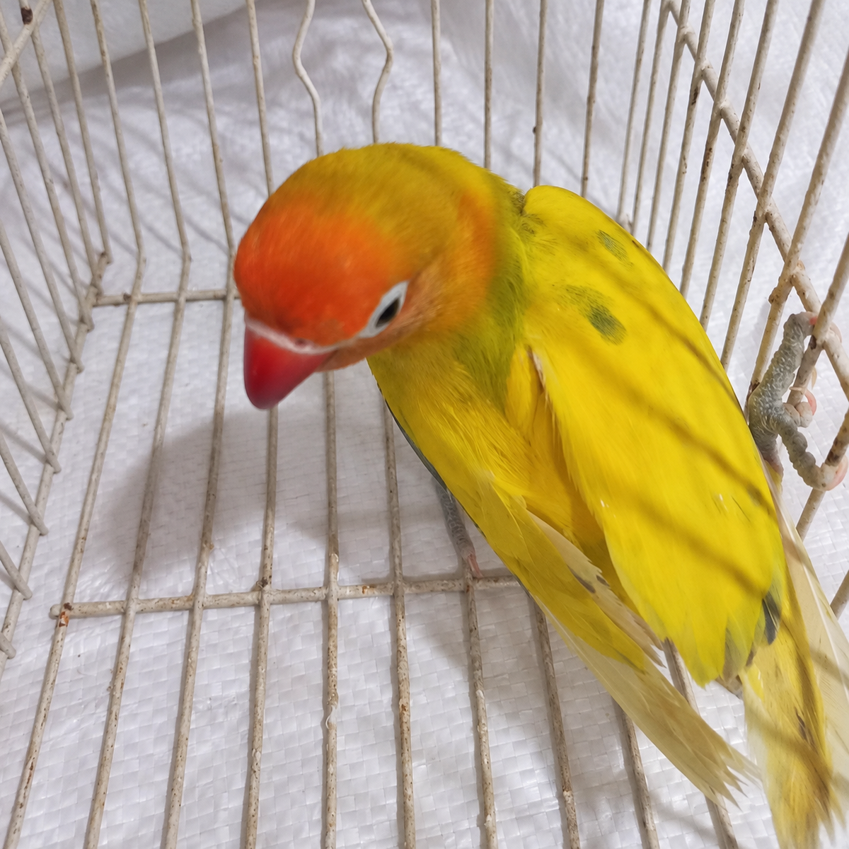 Fischer’s lovebird juvenile 13, actual individual bird photographed in Malta