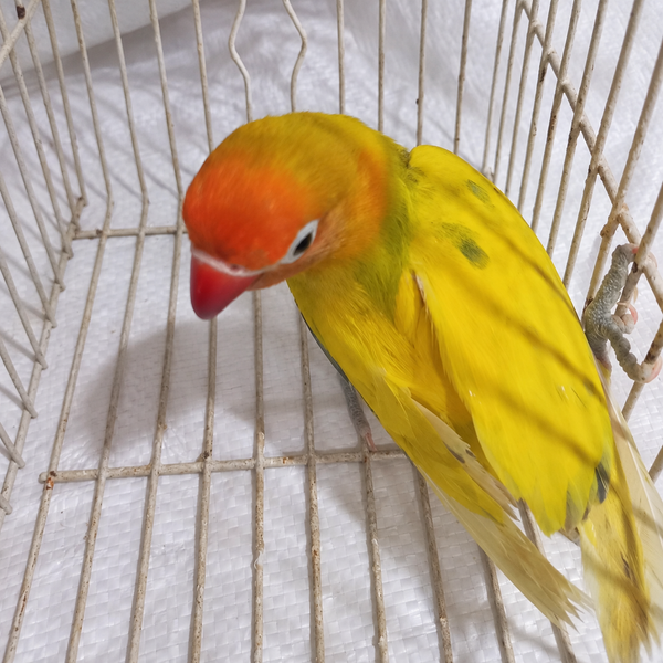 Fischer’s lovebird juvenile 13, actual individual bird photographed in Malta