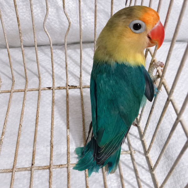 Fischer’s lovebird juvenile 14, actual individual bird photographed in Malta