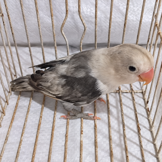 Fischer’s lovebird juvenile 15, actual individual bird photographed in Malta