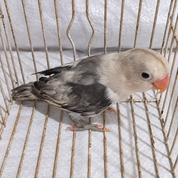 Fischer’s lovebird juvenile 15, actual individual bird photographed in Malta