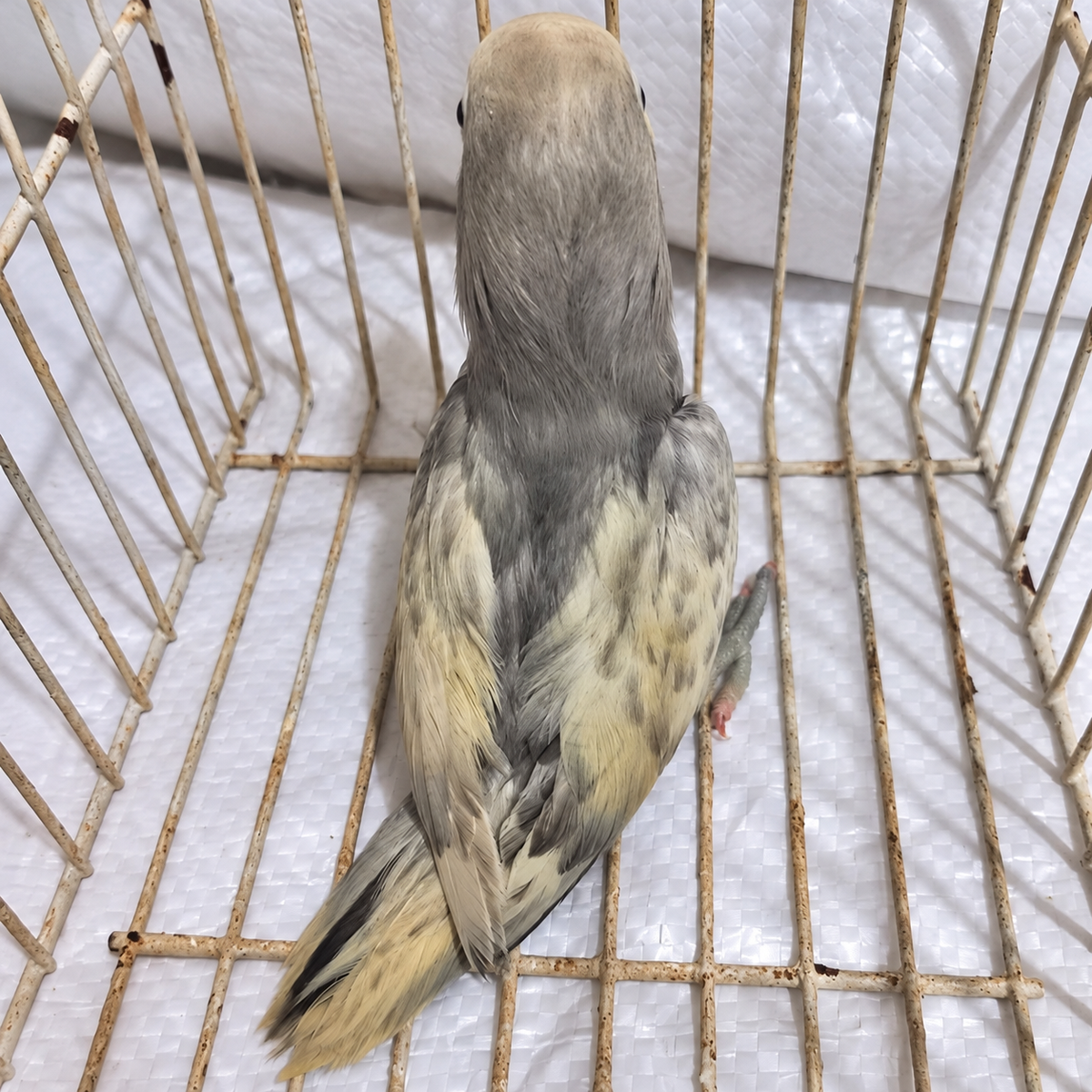 Fischer’s lovebird juvenile 16, actual individual bird photographed in Malta