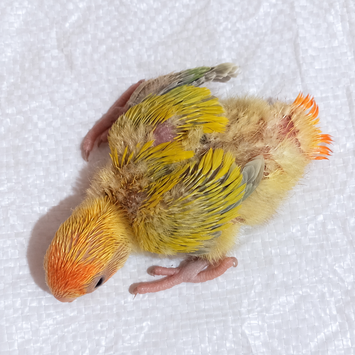 Peach-faced lovebird baby, still hand feeding 18, actual individual bird photographed in Malta