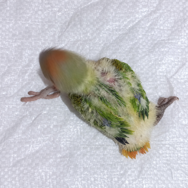 Peach-faced lovebird baby, still hand feeding 19, actual individual bird photographed in Malta