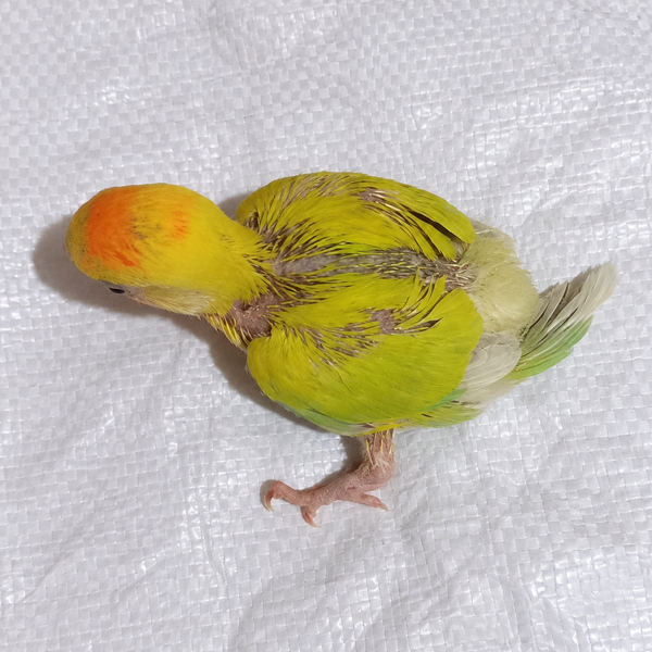 Peach-faced lovebird baby, still hand feeding 20, actual individual bird photographed in Malta