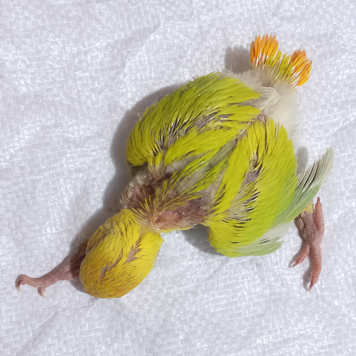 Peach-faced lovebird baby, still hand feeding 21, actual individual bird photographed in Malta