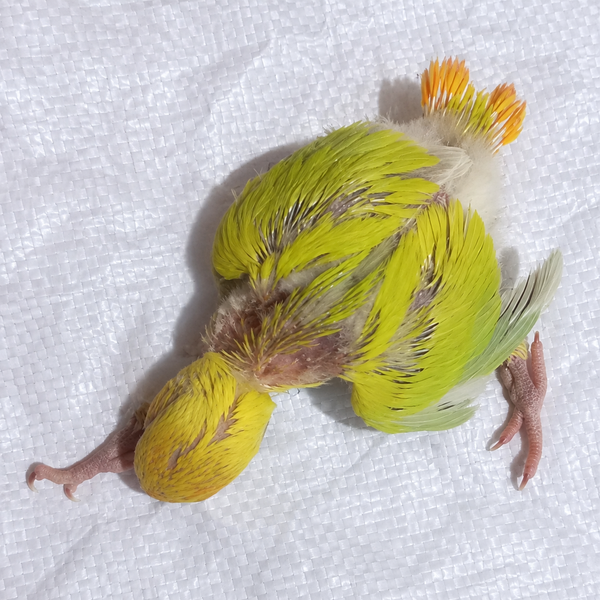 Peach-faced lovebird baby, still hand feeding 21, actual individual bird photographed in Malta