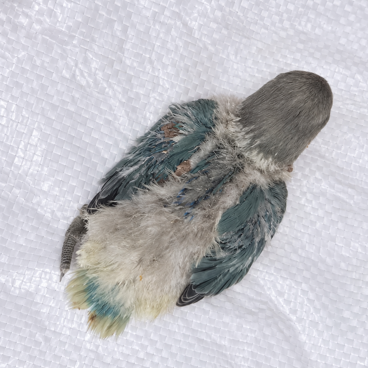 Peach-faced lovebird baby, still hand feeding 22, actual individual bird photographed in Malta