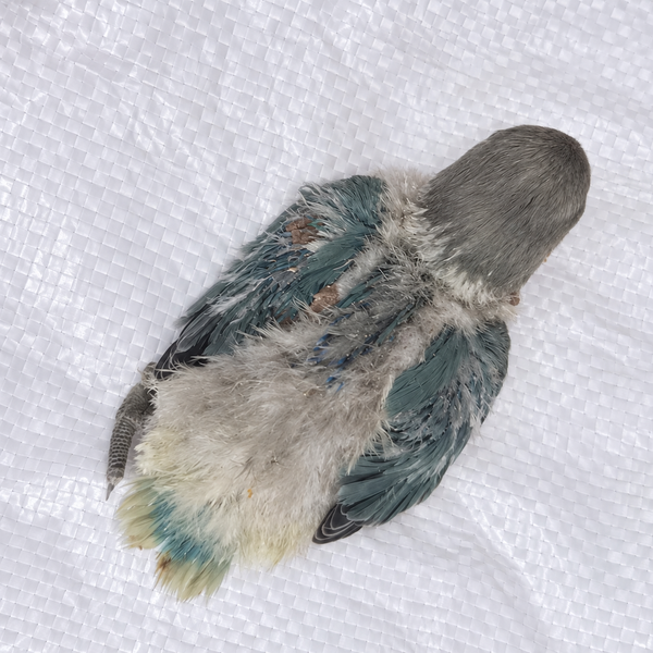 Peach-faced lovebird baby, still hand feeding 22, actual individual bird photographed in Malta