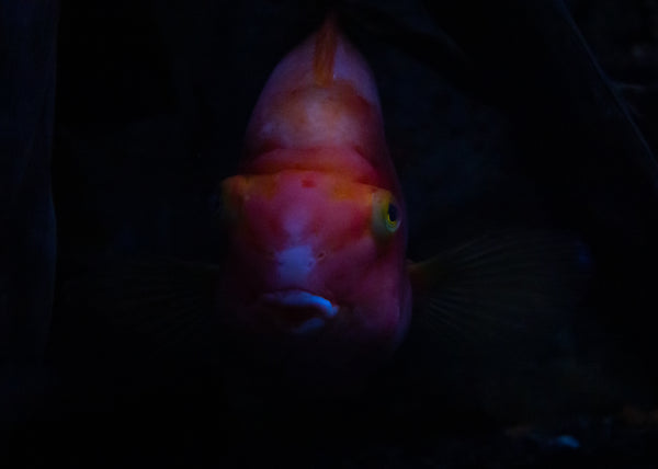 Aquarium & Fish