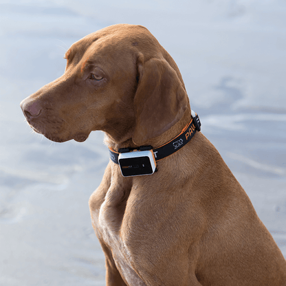 Pawfit 3 GPS Dog Tracker The ultimate Waterproof & Adventure-proof GPS tracker.