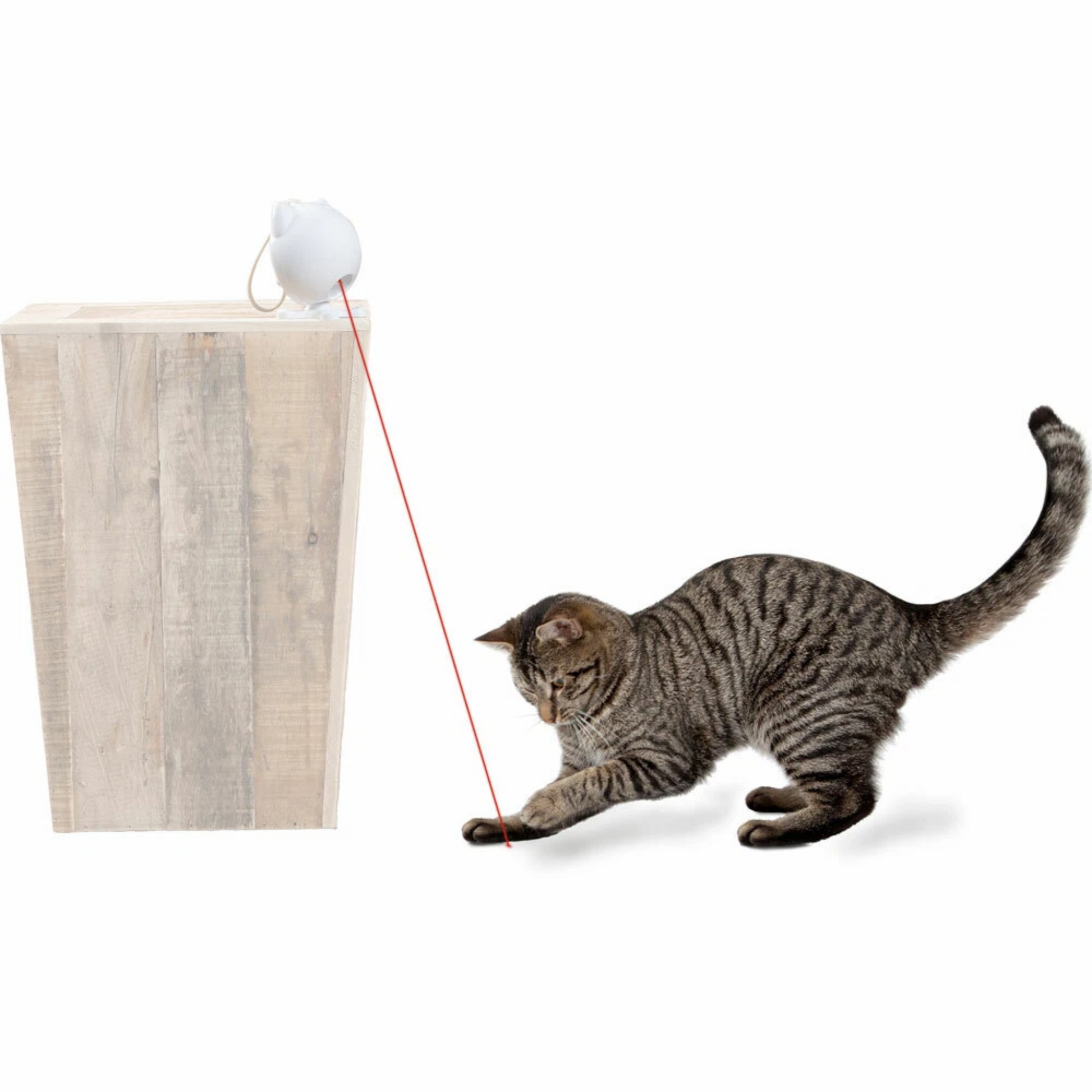 A gray tabby cat stretches to play with a white laser pointer mounted on a light wood block against a white background.