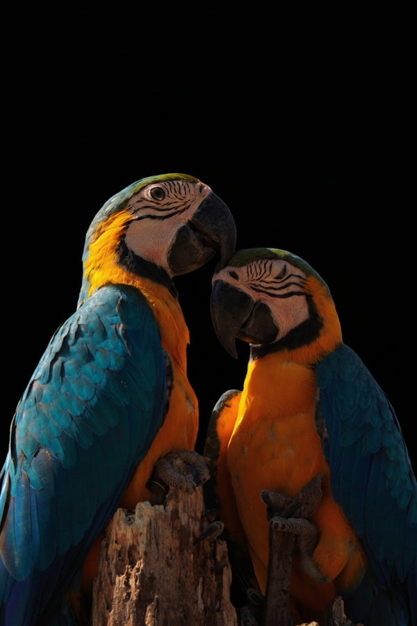 Birds